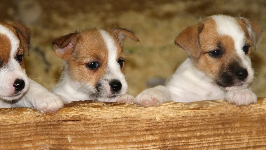 jack russell puppies for sale in california