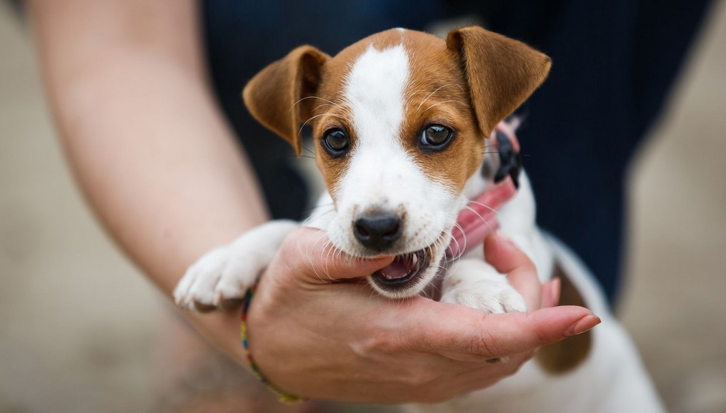 jack russell puppies for sale under $300