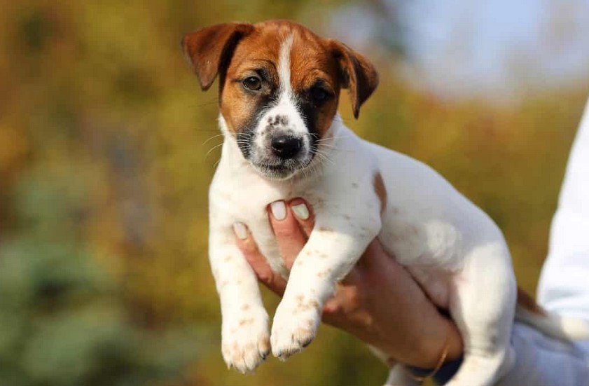 jack russell terrier for sale craigslist near me