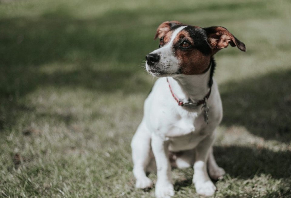 Jack Russell Characteristics