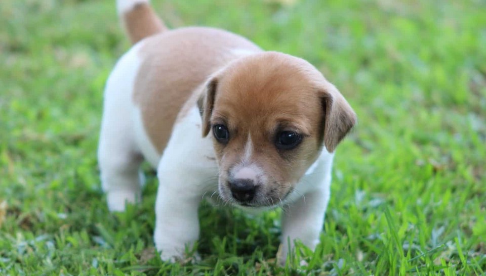 Jack Russell Puppies For Sale in California