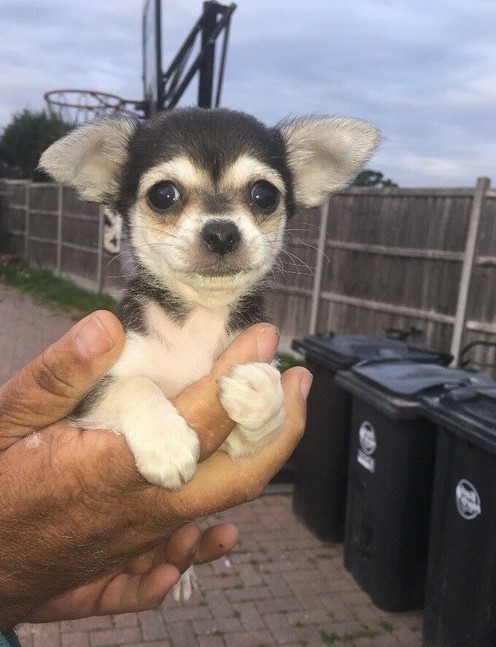 Chihuahua Jack Russell Mix For Sale
