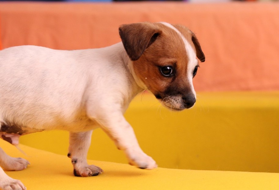 Free Jack Russell Puppies