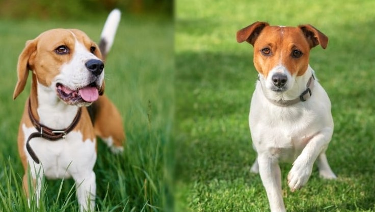 How Much Does A Jack Russell Terrier Cost