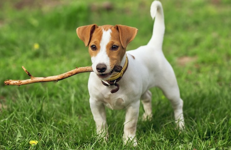 How Much Is A Jack Russell Puppy