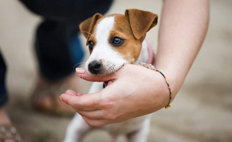 How To Train A Jack Russell