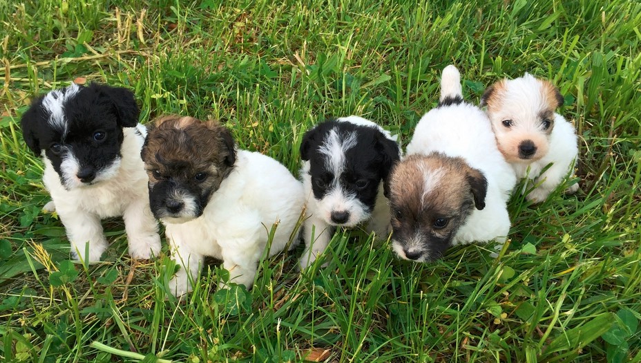 Jack Russell Breeders Near Me