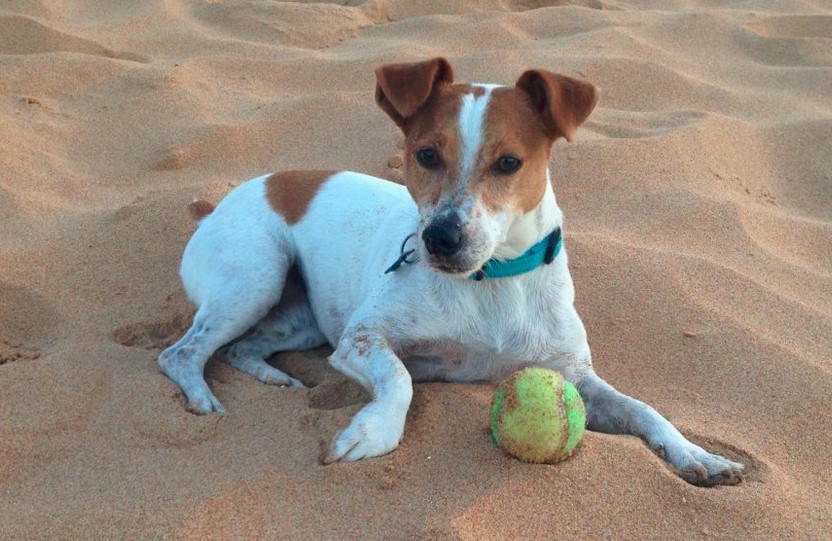Jack Russell dogs For Adoption