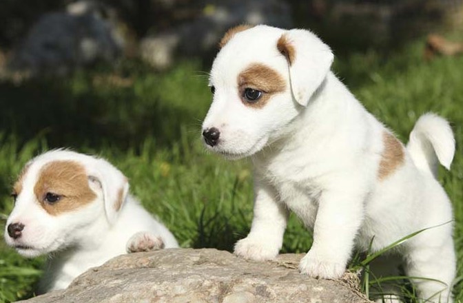 jack russell puppies for sale california