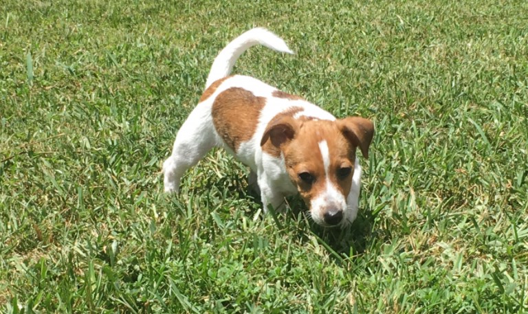 Jack Russell Puppies For Sale In Florida