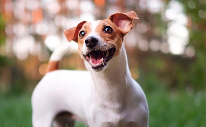 jack russell puppies in florida