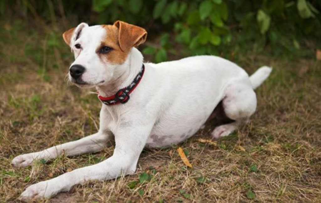 Jack Russell Terrier Puppies for Adoption