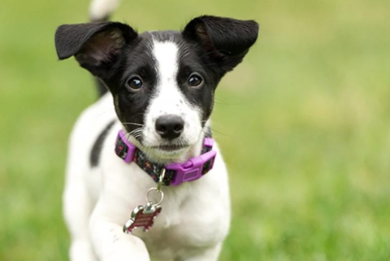 Jack Russell Terrier Puppies For Sale in Texas