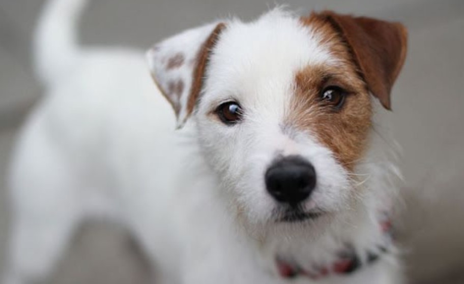 Long Haired Jack Russell Pups