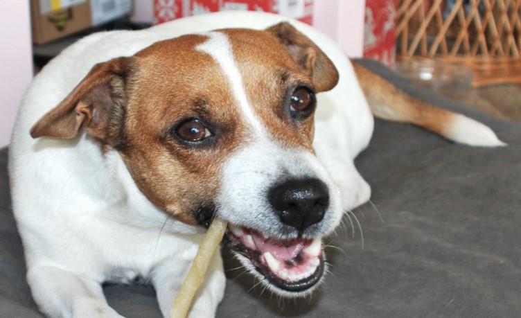 Ohio Jack Russell Puppies