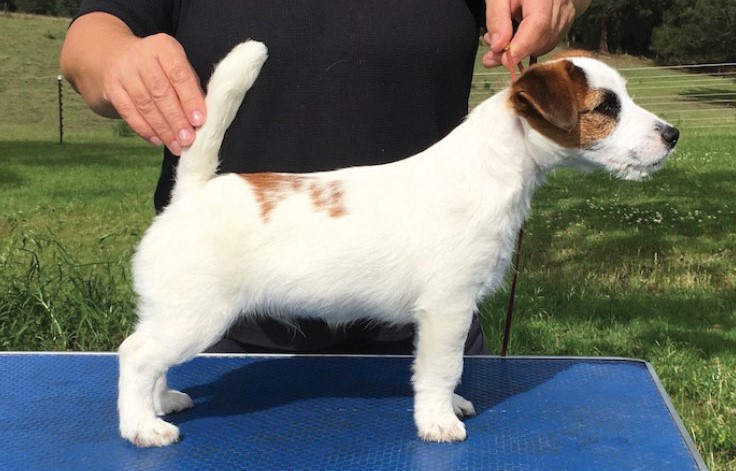 Rough Coat Jack Russell Terrier For Sale