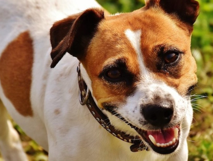 Temperament Of A Jack Russell