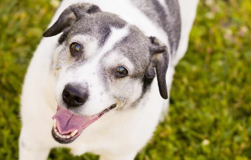 Beagle Boston Terrier Mix