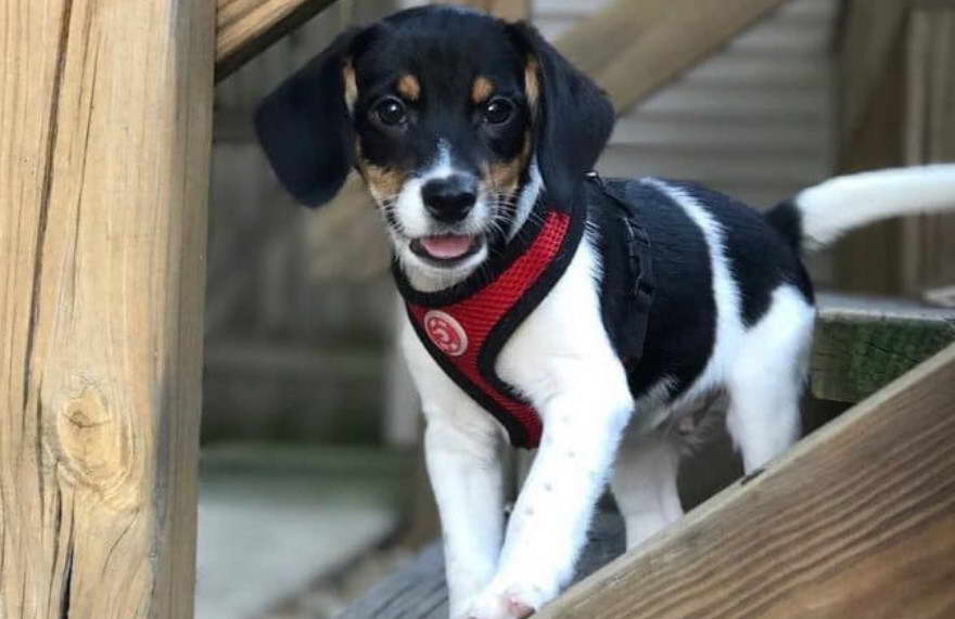 Beagle Rat Terrier Mix