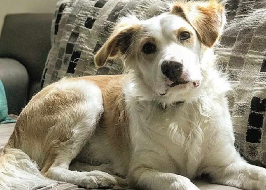 Border Collie Terrier Mix