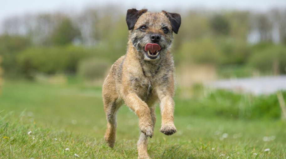 Border Terrier Mix