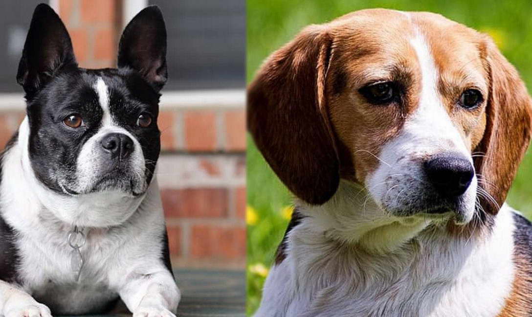 Boston Terrier Mix With Beagle