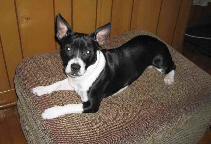 Boston Terrier Mix With Jack Russell