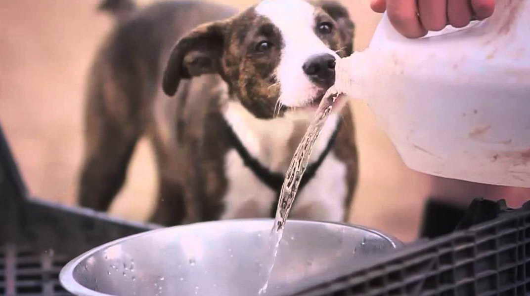 Boston Terrier Mix With Jack Russell