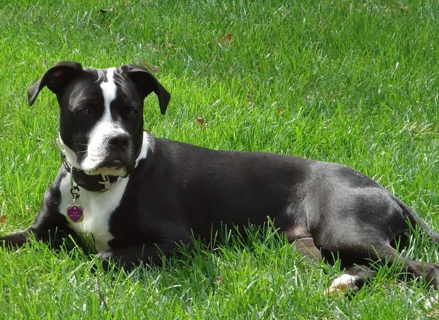 Boxer Terrier Mix