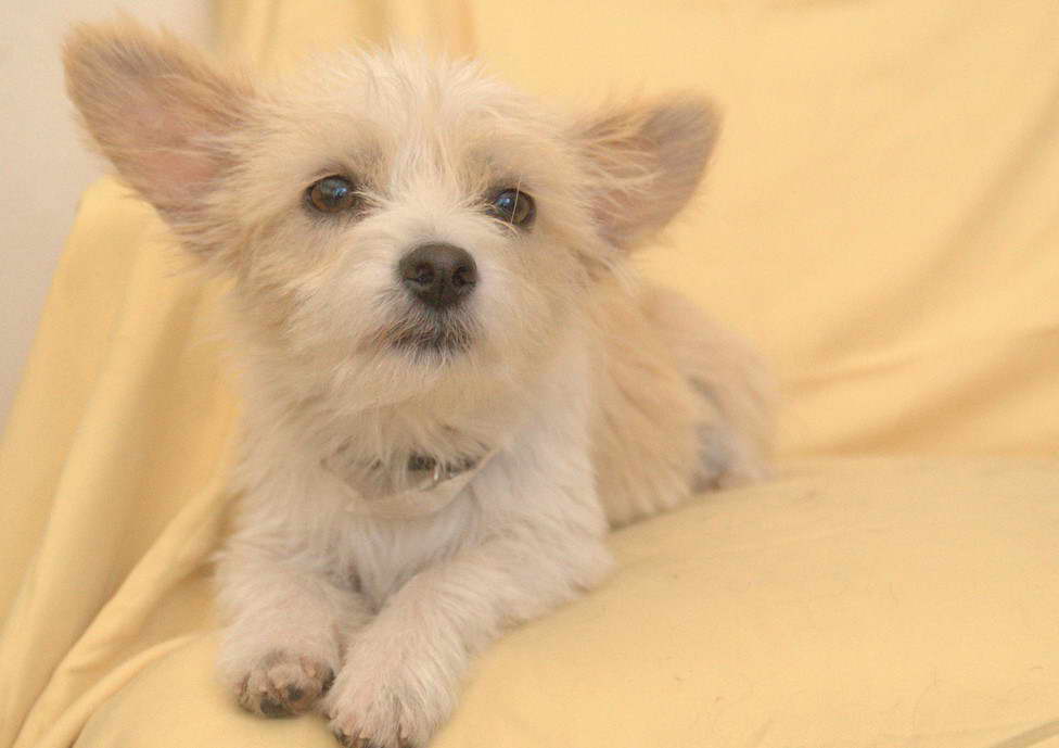 Cairn Terrier Mix With Chihuahua