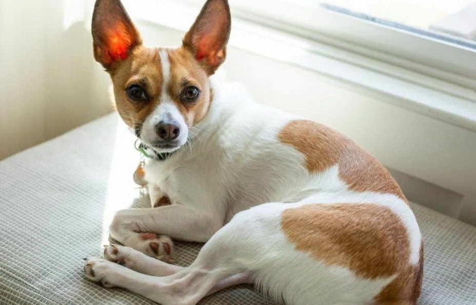 Chihuahua Fox Terrier Mix