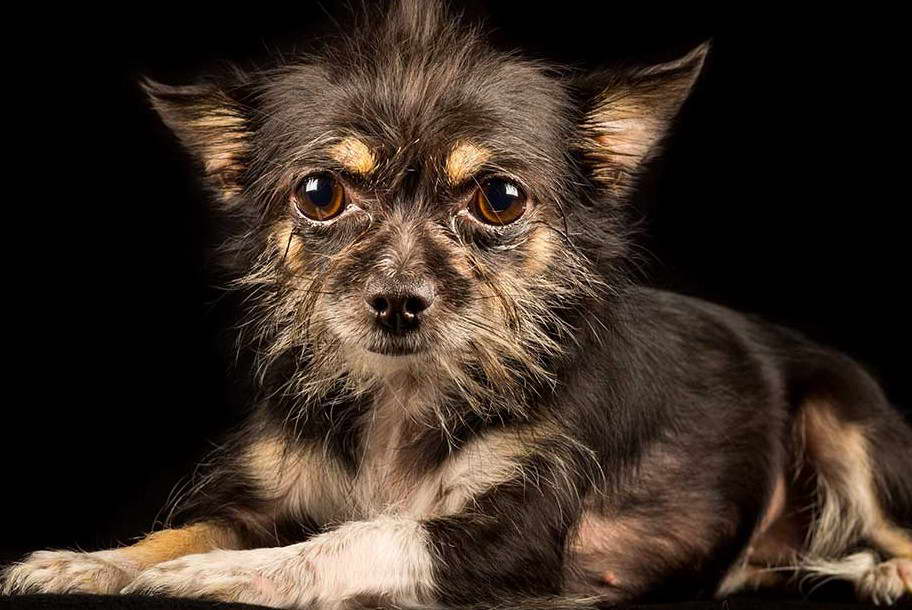 Chihuahua Terrier Mix Puppies