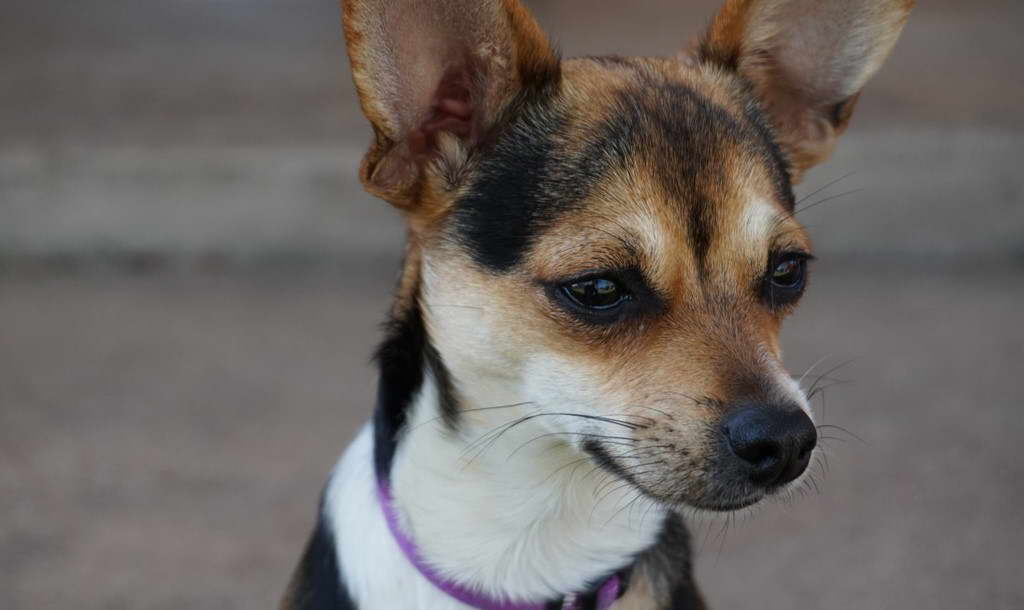 Chihuahua Terrier Mix Puppy