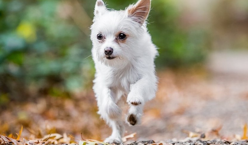 chihuahua yorkshire terrier mix