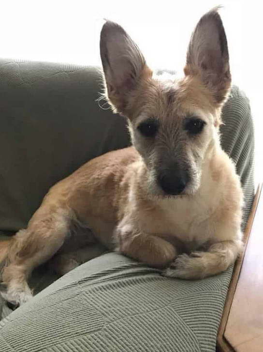 Corgi Terrier Mix