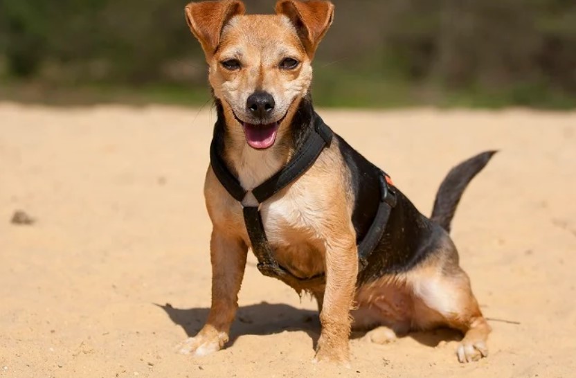 Hound Terrier Mix