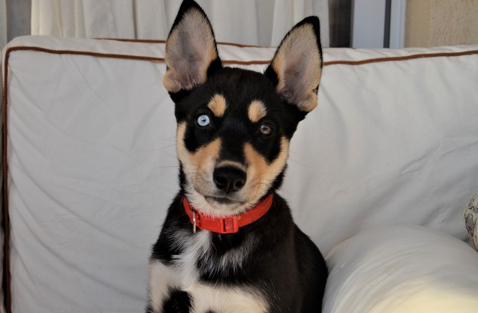 Husky Terrier Mix