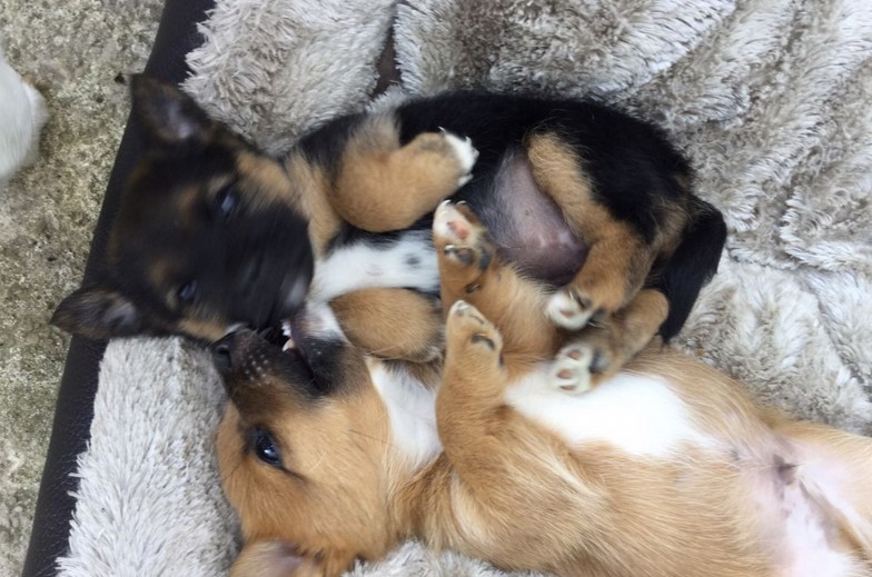 Jack Russell Mix Pomeranian