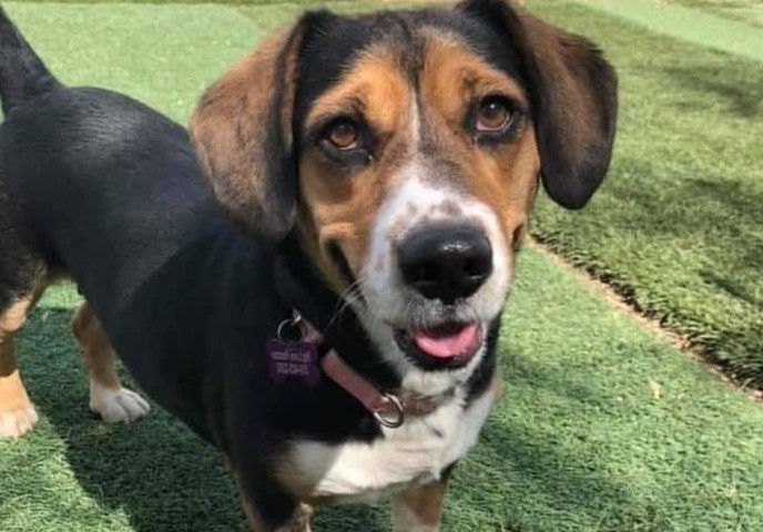 Jack Russell Mix With Beagle