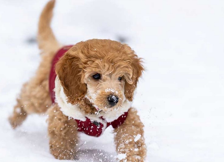 Jack Russell Mix With Poodle