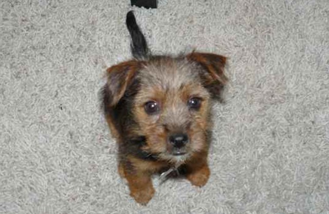 Jack Russell Mix With Yorkie