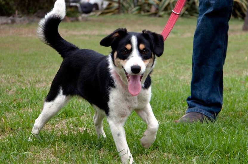 Jack Russell Mixed With Labs