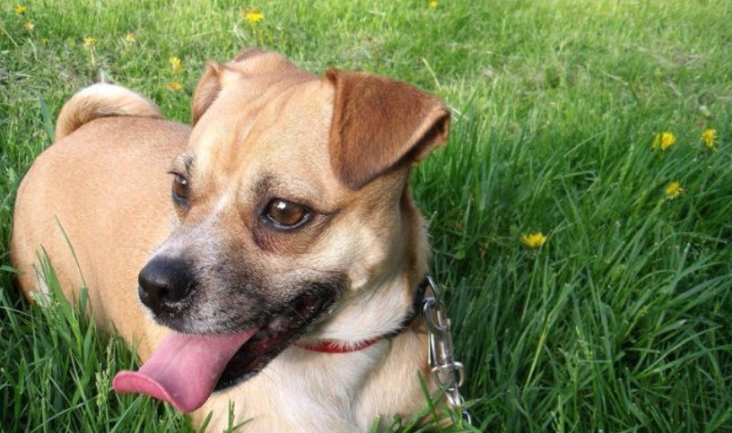 Jack Russell Mixed With Pug