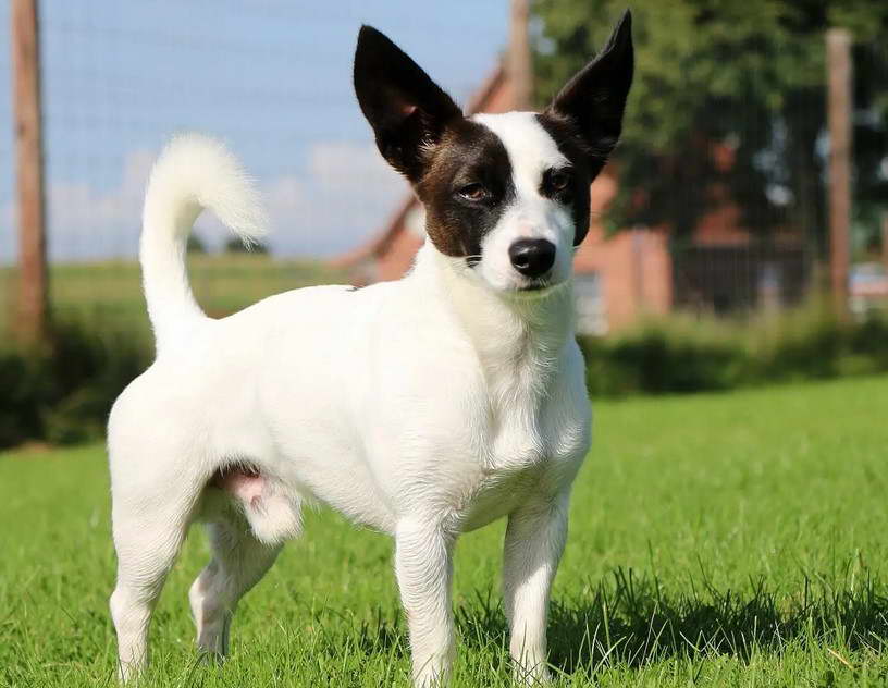 Jack Russell Rat Terrier Mix