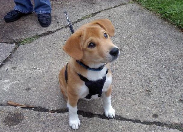 Jack Russell Shiba Inu Mix