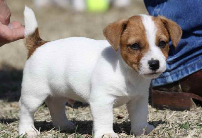 Jack Russell Terrier For Sale