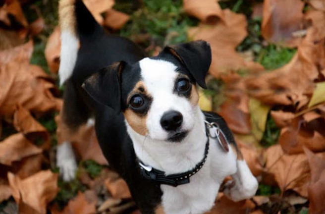 Jack Russell Terrier Mix Chihuahua