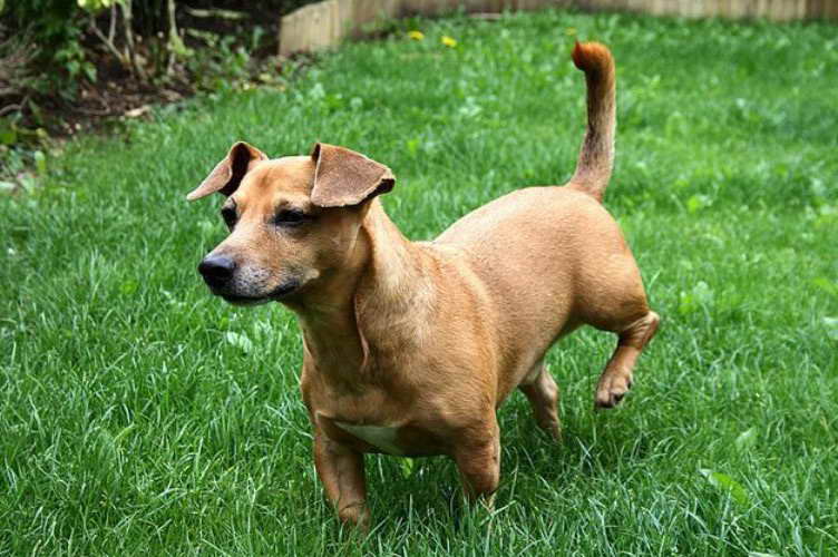 Jack Russell Terrier Mixed With Dachshund