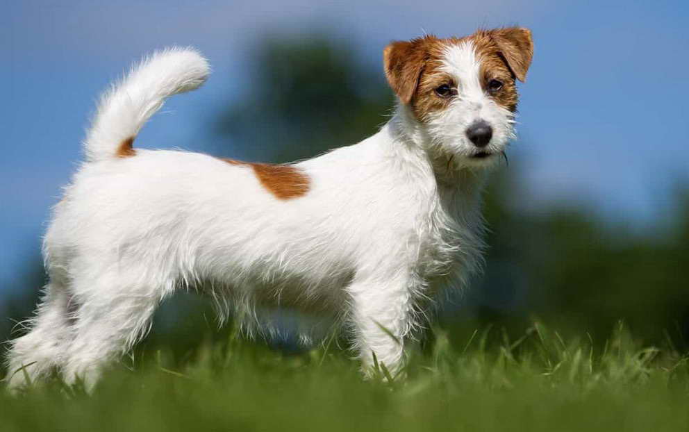 jack russell terrier wirehaired