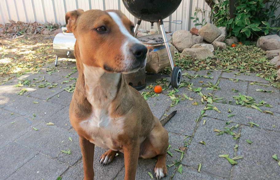 Pit Terrier Mix